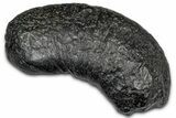 Large Fossil Whale Ear Bone - South Carolina #340266-1